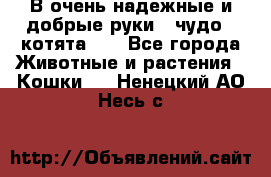 В очень надежные и добрые руки - чудо - котята!!! - Все города Животные и растения » Кошки   . Ненецкий АО,Несь с.